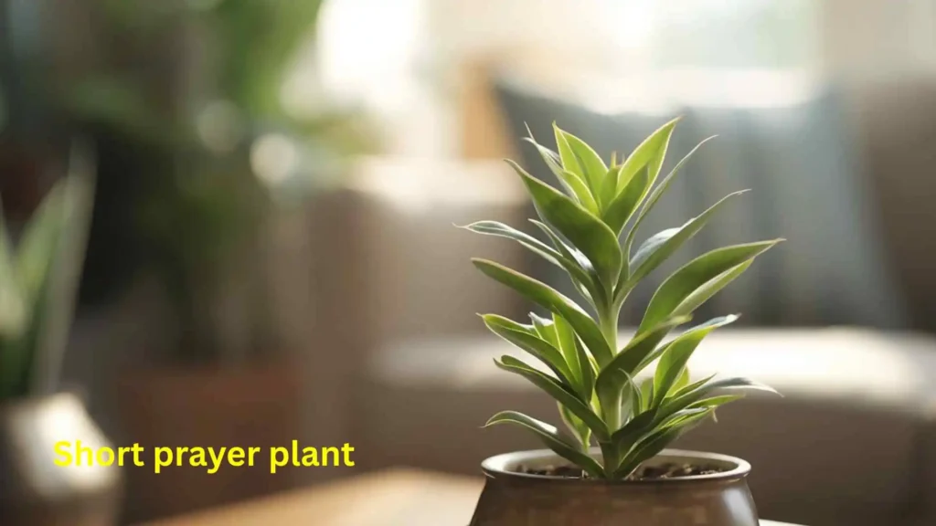 Short prayer plant