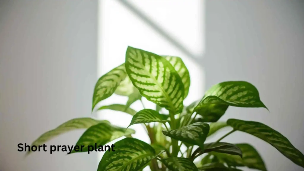 Short prayer plant