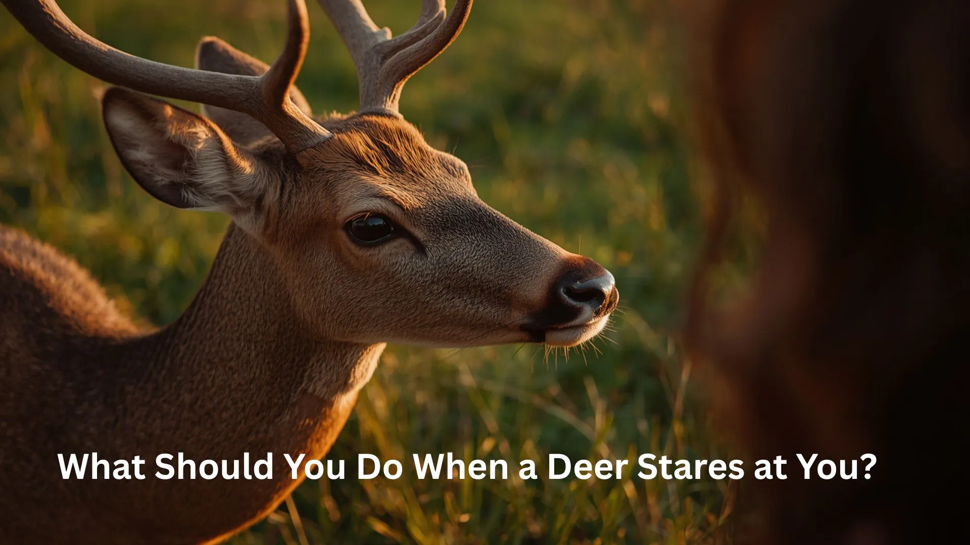 Deer Staring at Me Spiritual Meaning